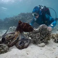 Dykare närmar sig en stor bläckfisk på sandbotten. Bläckfisken, med sina många armar, verkar vara i en "octopus cut"-position, redo att röra sig.