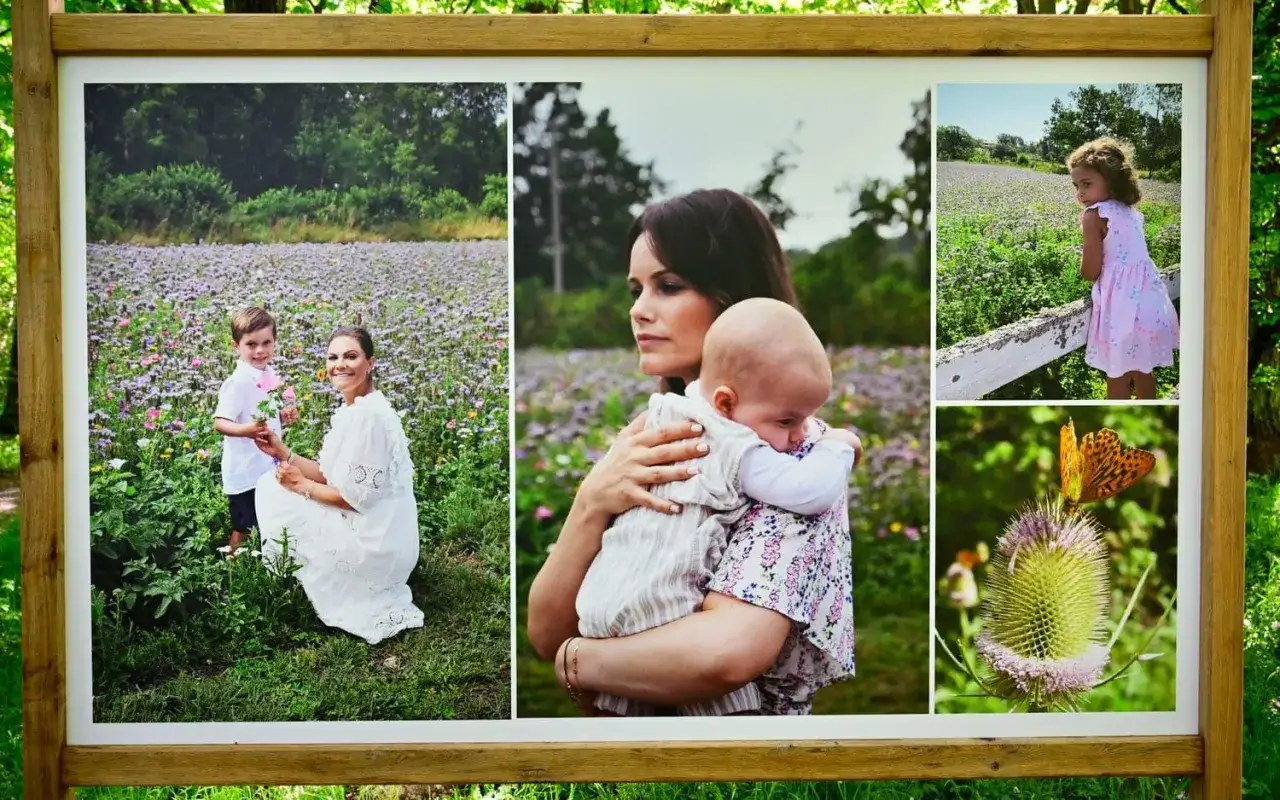Nya bilder från kungahuset: Prinsessan Sofia med barn, Prinsessan Victoria med son, en flicka vid ett staket och en fjäril på en tistel.